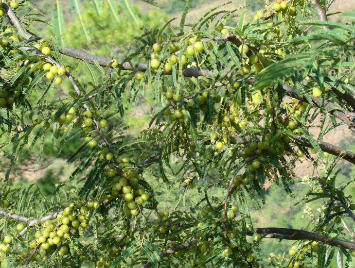 橄榄山茶油 软胶囊代加工 橄榄山茶 油凝胶糖果oem贴牌 厂家定做
