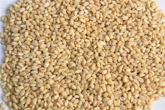 厂家批发河南小麦麦仁 杂粮五谷原料大麦仁500g大量批发