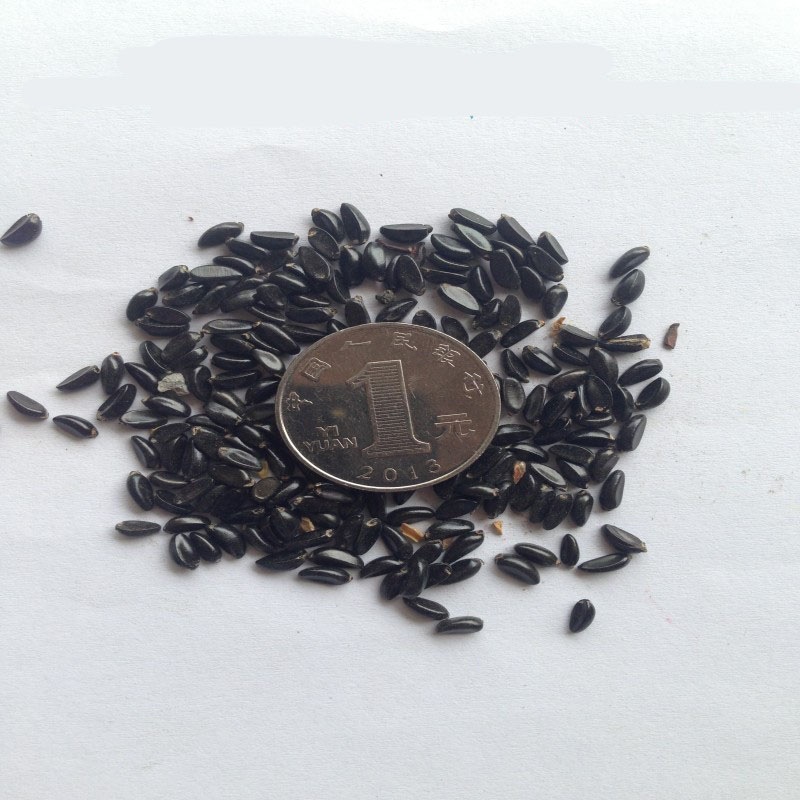 新采 黄杨种子 瓜子黄杨 小叶黄杨 绿化行道林木苗木植物 高芽率