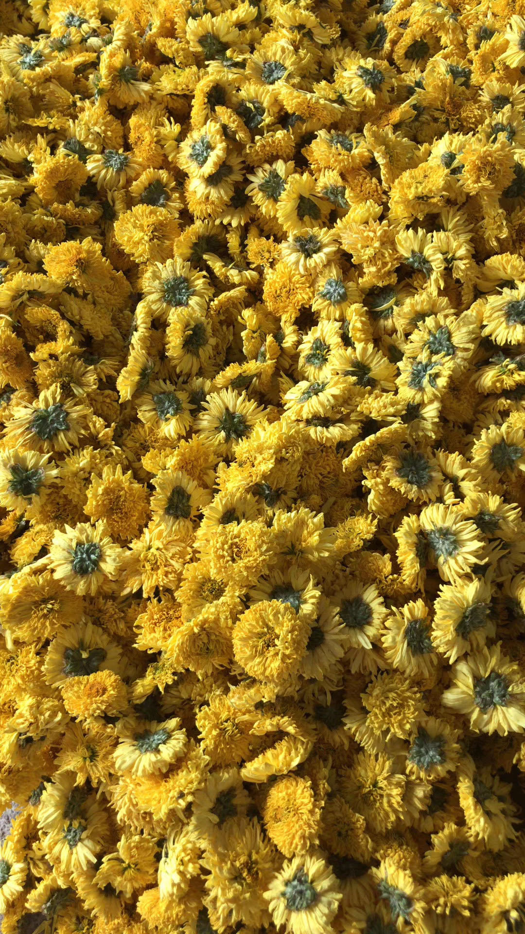 厂家供应徽州皇菊婺源皇菊金丝皇菊高山菊花茶 散货批发 量大从优