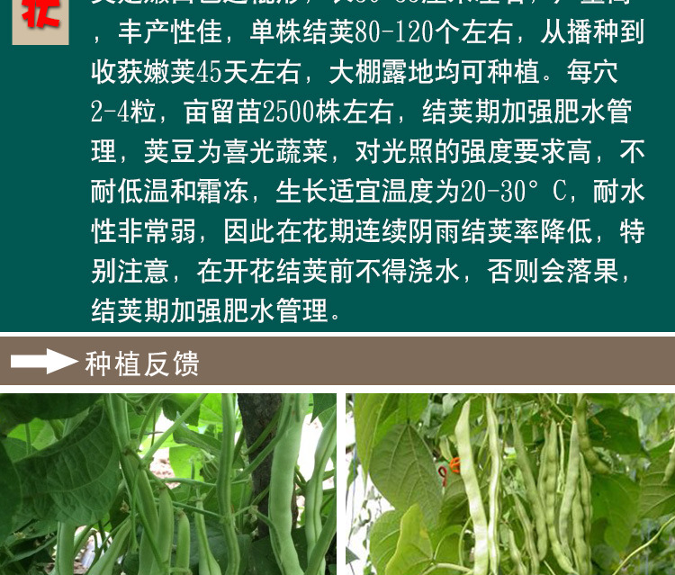 一挂鞭架豆种子 农田菜园早熟肉厚嫰荚白色无筋豆角蔬菜籽