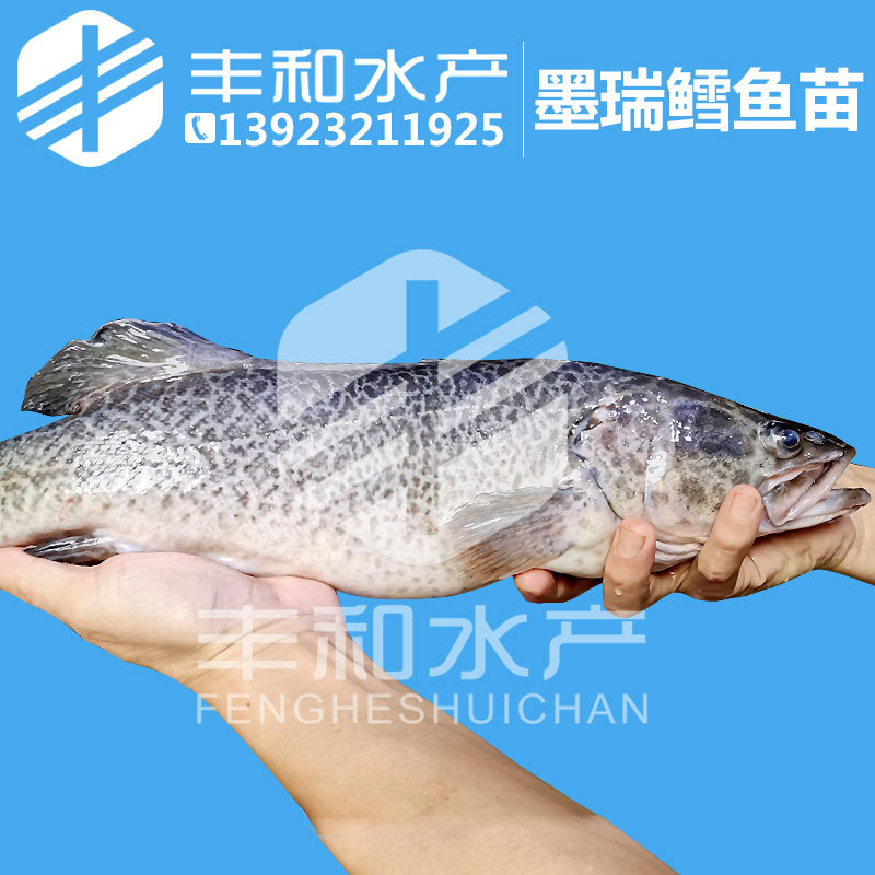 澳洲墨瑞鳕鱼苗河鳕鱼苗东洋鳕鱼苗鳕鲈苗澳洲淡水鳕鲈鱼苗