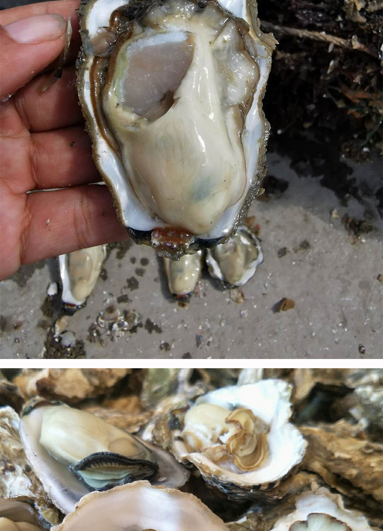 生蚝鲜活批发原产地一手货源山东海鲜水产新鲜生蚝肉牡蛎