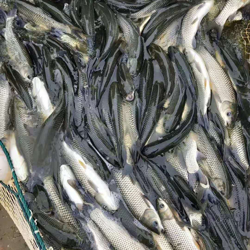 批发大头鱼苗 中科5号鲫鱼苗 各类淡水鱼苗 量大可致电议价