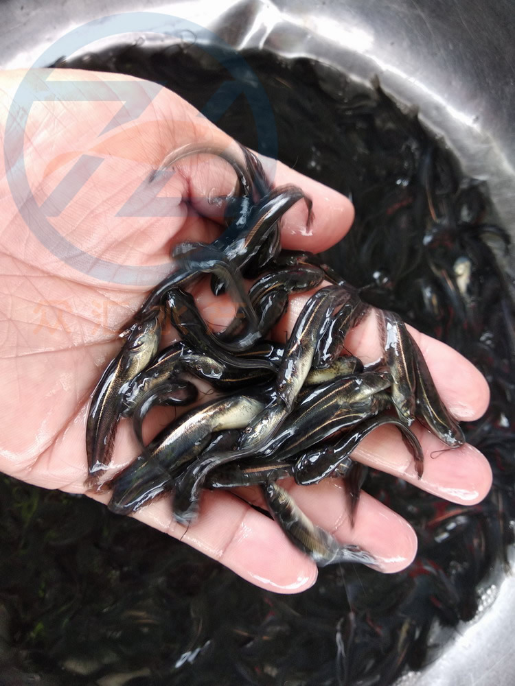 【促销】大量批发鲶鱼苗 大口鲶苗 南方大口鲶鱼苗 杂交鲶鱼苗