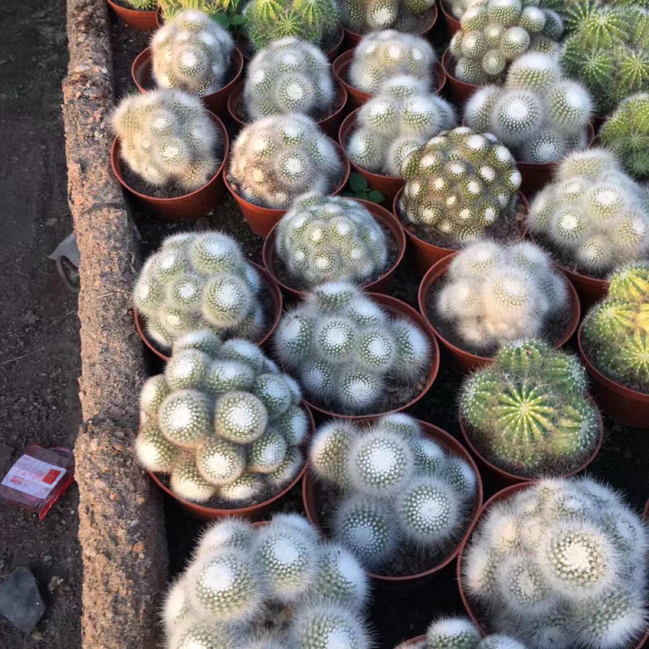 白小丁多头仙人球白公主仙人球 绿植小盆栽多肉植物