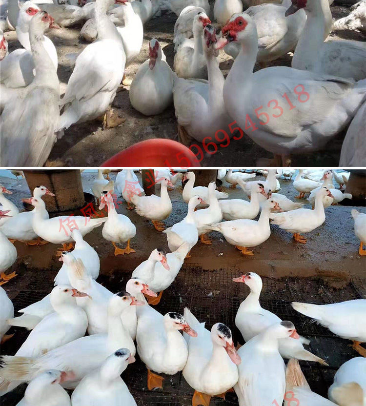 鸭苗活体鸭活苗土鸭活苗火鸭活苗白火鸭苗批发洋鸭活苗白番鸭活苗
