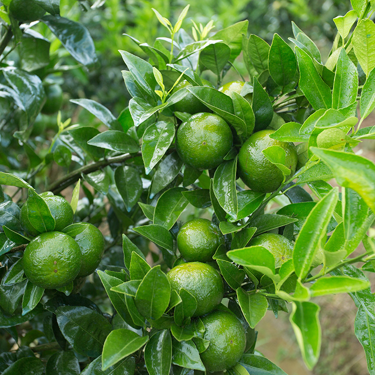 春见粑粑柑树苗沃柑苗 不知火丑橘苗带土带叶桔子树苗当年结果苗