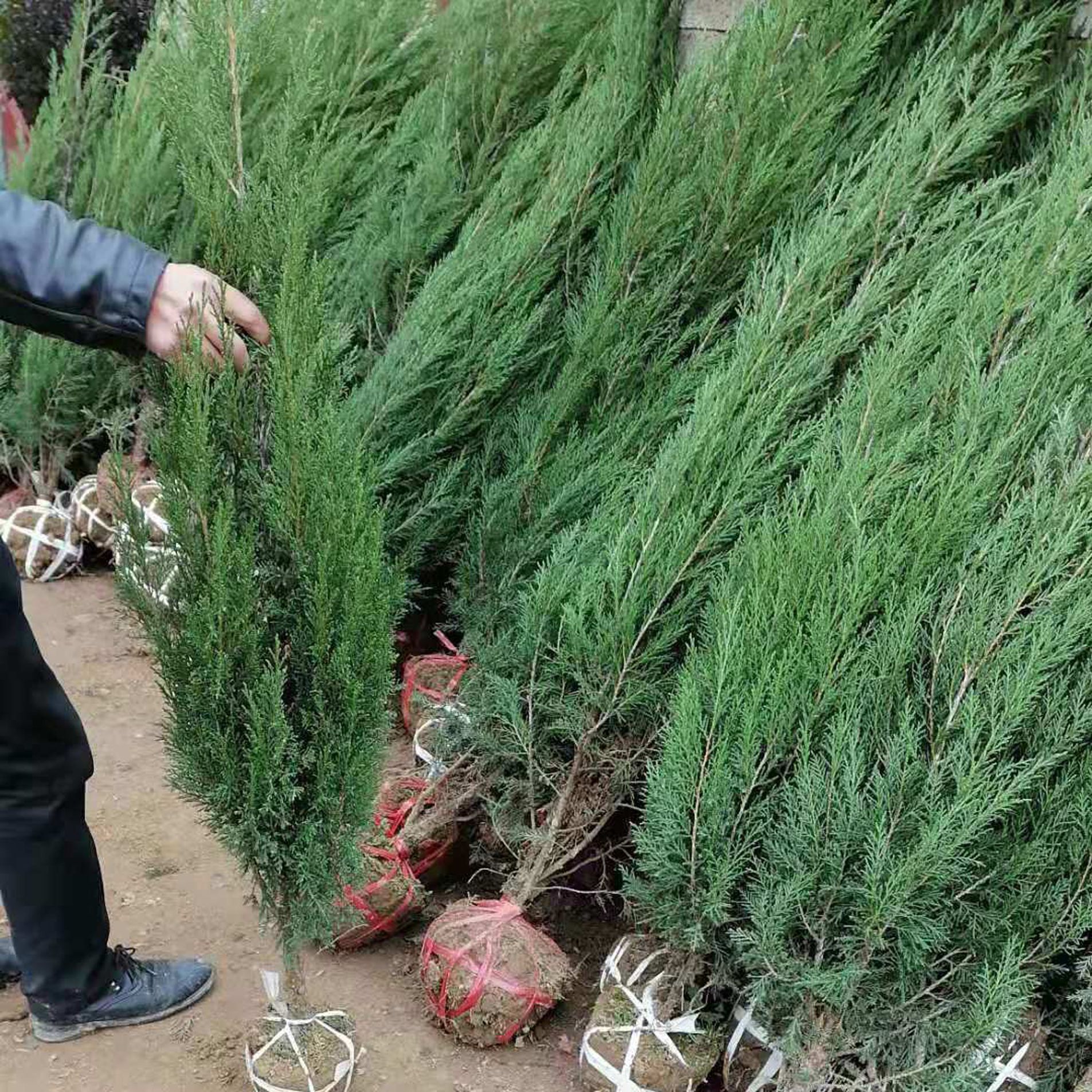 苗圃批发 塔柏 松柏 侧柏 宝塔松 塔柏树苗 松柏树苗 小苗 苗木