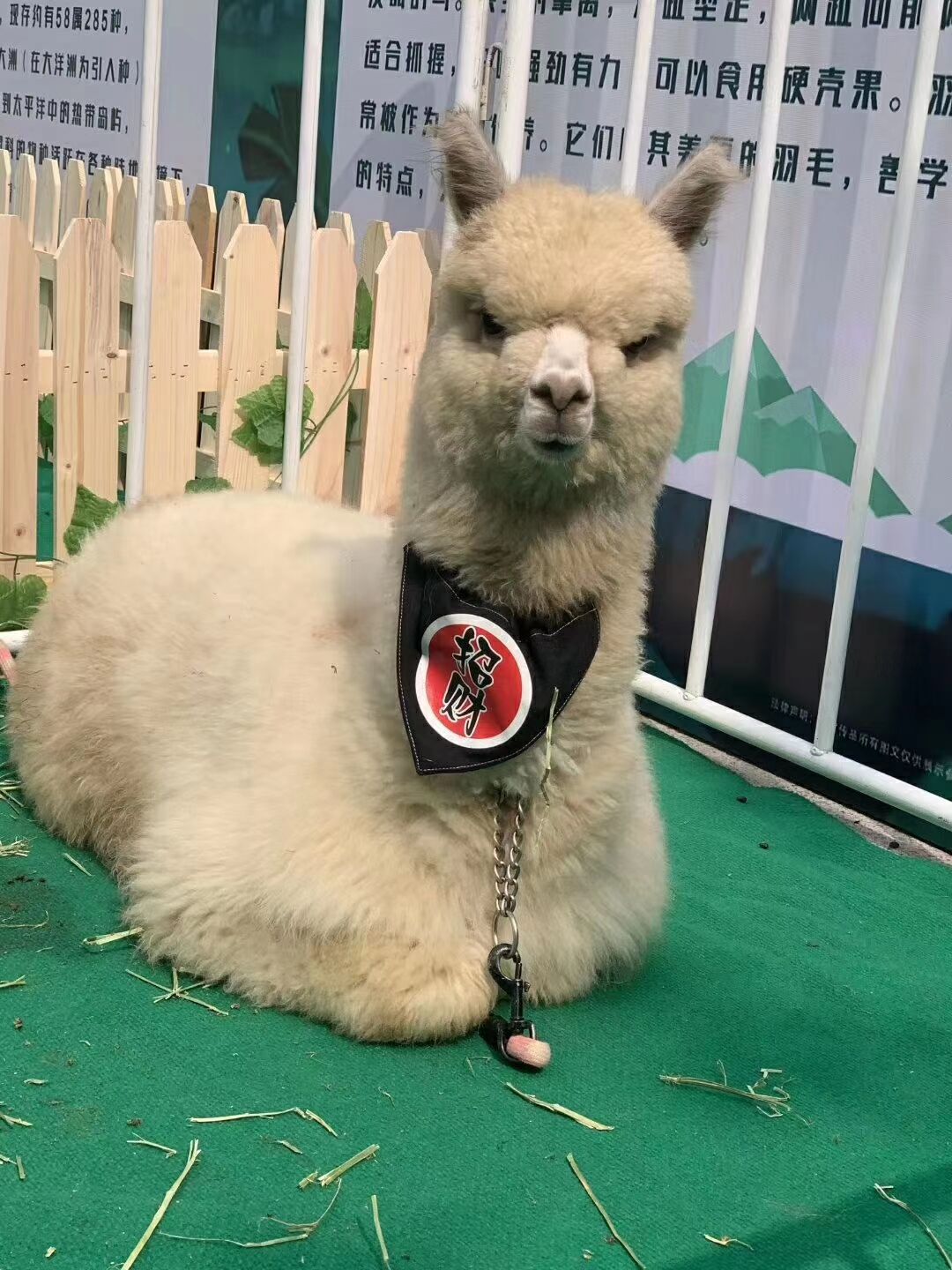 哪里有卖宠物羊驼的 萌宠小羊驼多少钱一只 羊驼繁殖批发基地