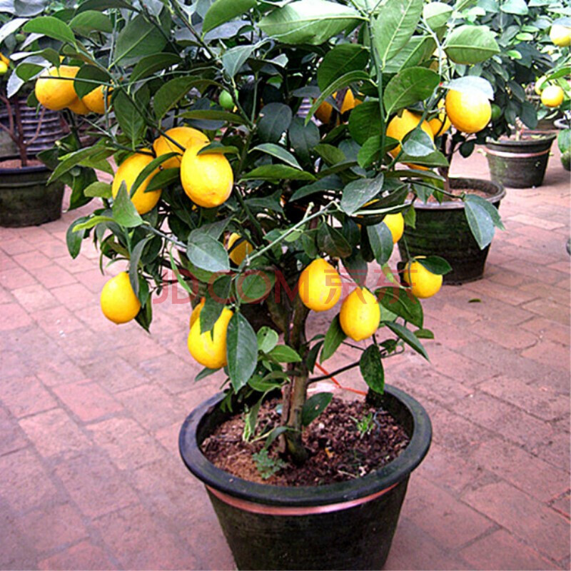 香水柠檬盆栽网红趣味桌面绿植盆景室内庭院阳台柠檬树带果植物