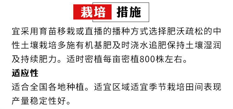 宝宝菜种子快菜娃娃菜早熟甜嫩耐热春季银丝王四季结球小白菜种籽