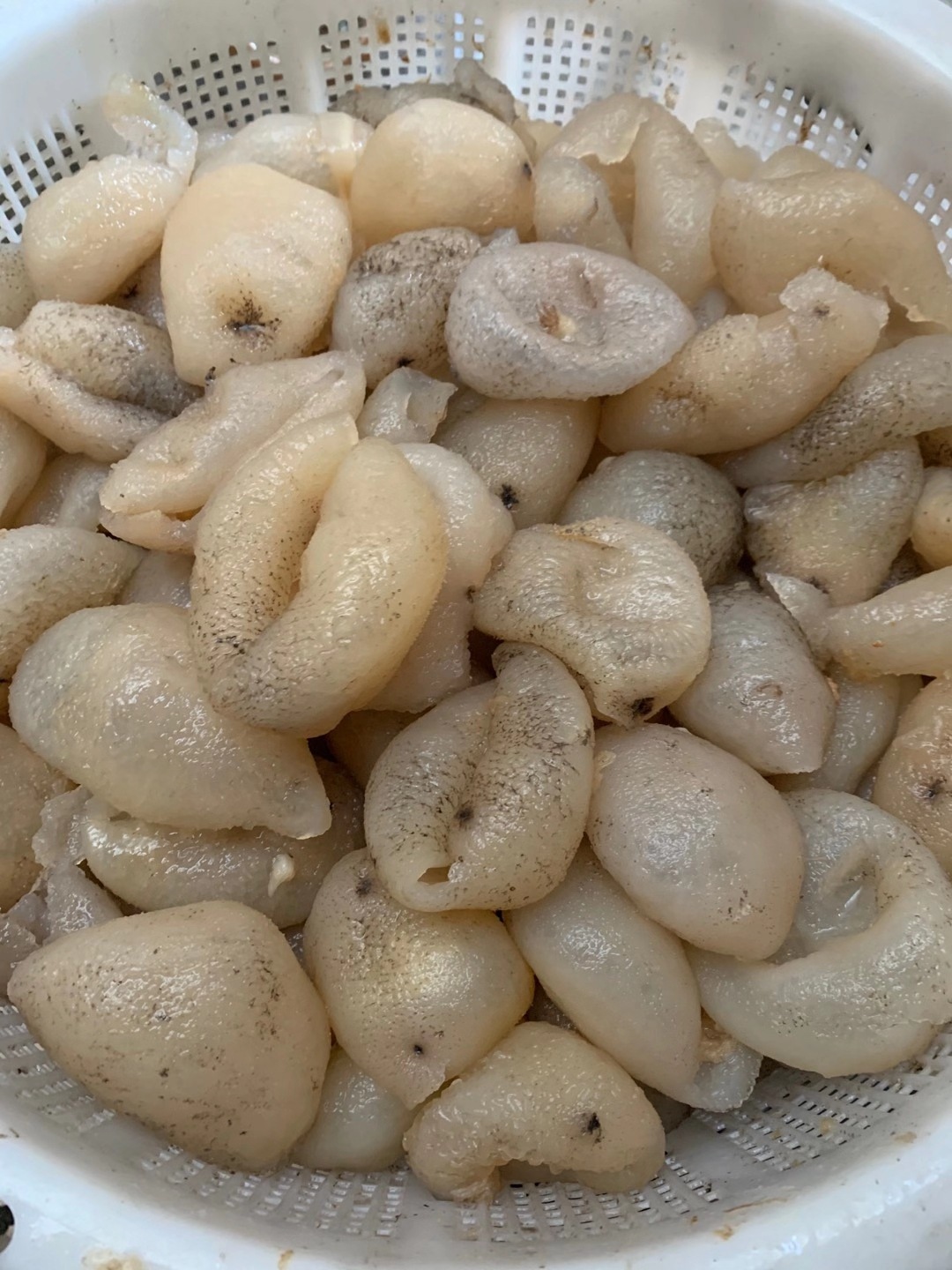 球参珍珠参 淡干龙眼参乌园参酒店食材 产地货源一德路批发