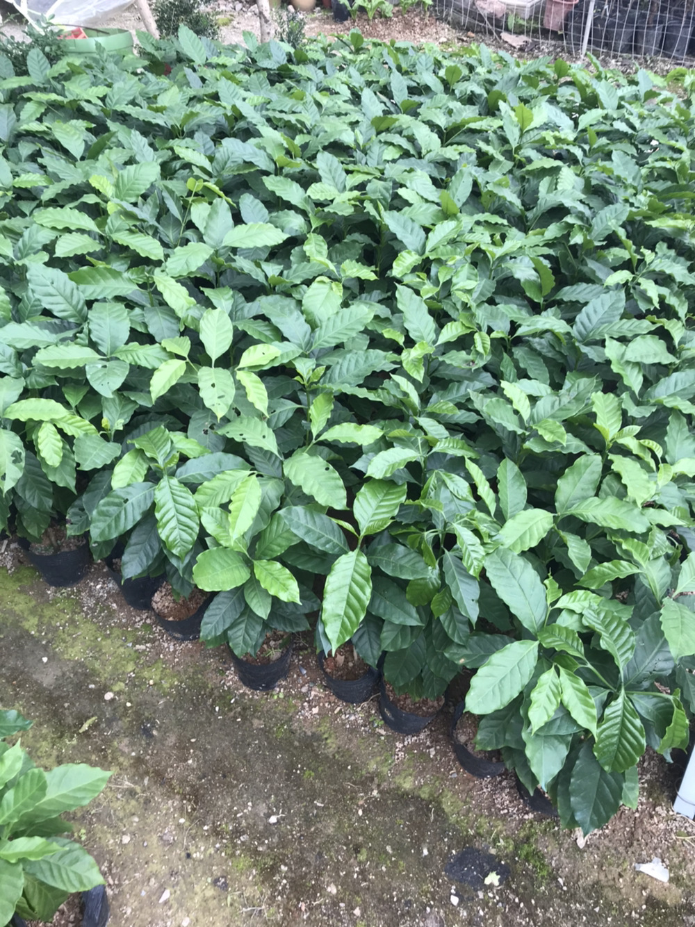 云南卡迪姆咖啡树苗咖啡小苗咖啡苗咖啡树苗盆栽