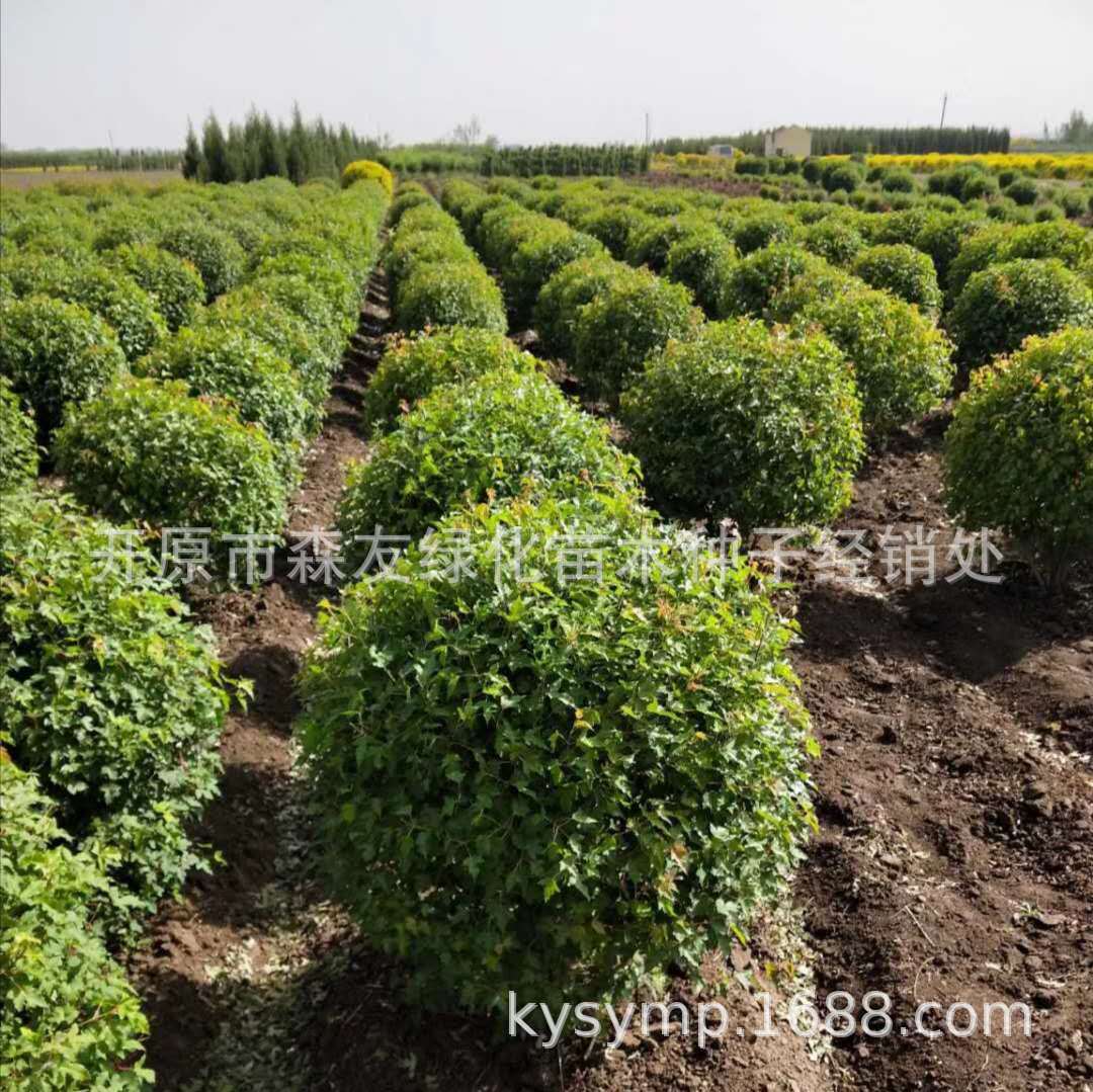 苗圃批发三角枫球 茶条槭球 三角枫绿篱苗 三角枫种子丛生三角枫
