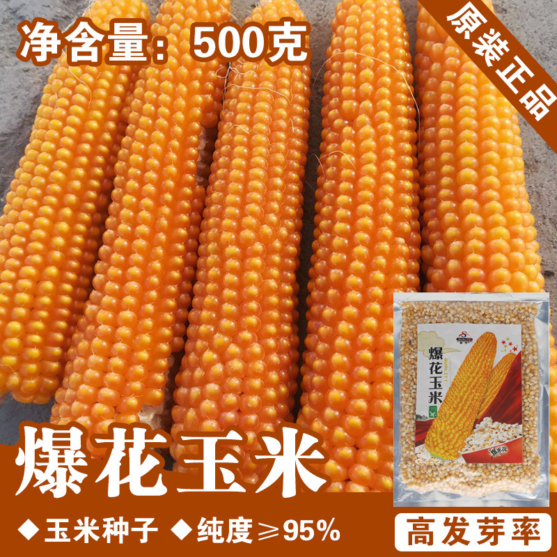 爆米花玉米种子