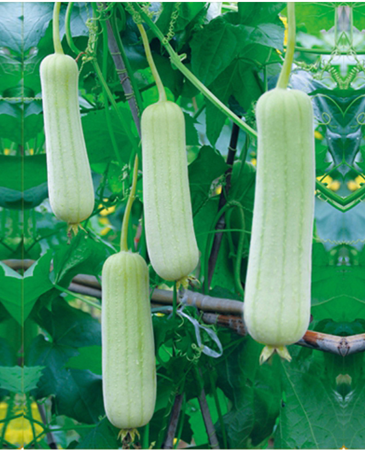 白皮丝瓜种籽农家四季早熟大肉丝瓜春秋季白玉丝瓜种子蔬菜种孑