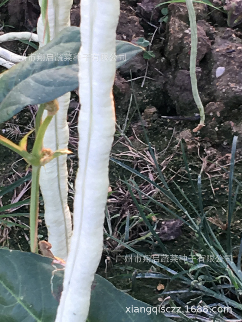 豆角种孑猪仔豆种子珠仔豆大肉白豆角种蔬菜种籽公司批发豆种春秋