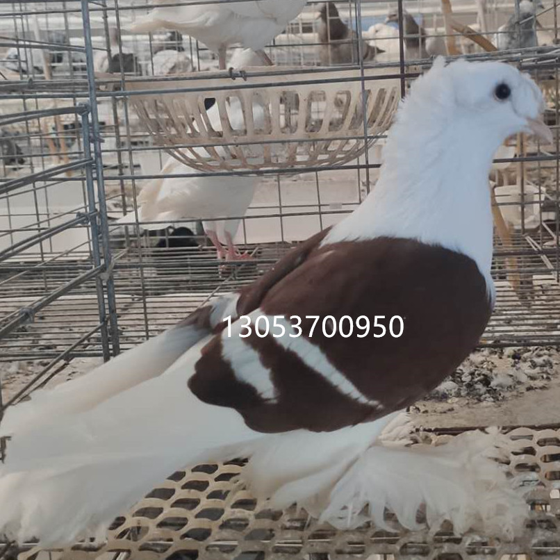 彩贝鸽子价格 带后翻彩背鸽子多少钱一对 红彩背鸽子图片