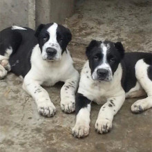 怎样训练牧羊犬 出售牧羊犬幼崽 牧羊犬养殖成年边牧牧羊犬价格