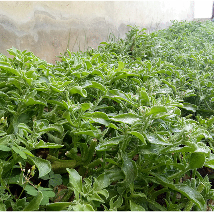 冰菜种子冰草苗四季青菜种籽春夏秋阳台盆栽新鲜蔬菜种子蔬菜种孑