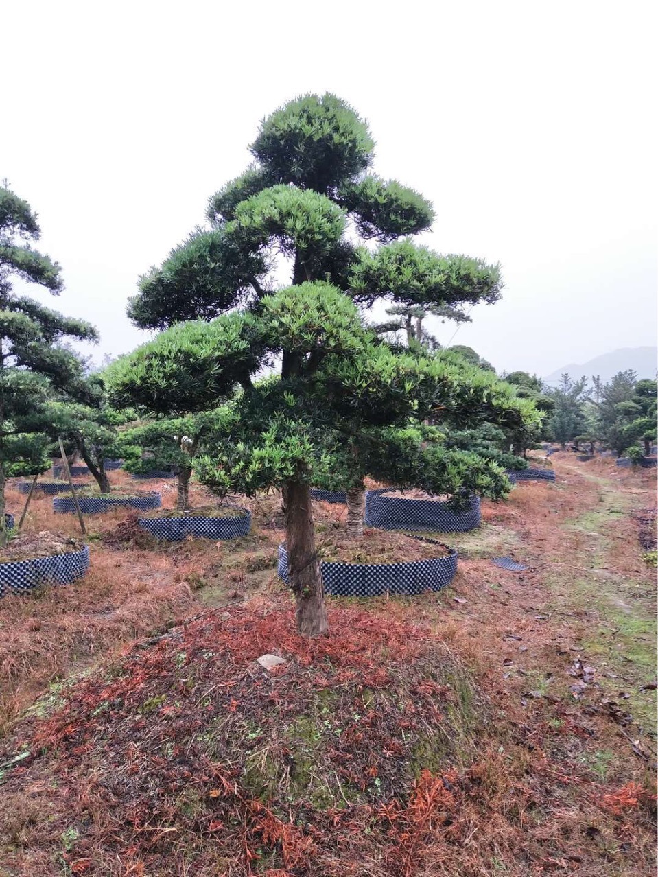 浙江宁波供应精品造型罗汉松斜卧罗汉松悬崖罗汉松