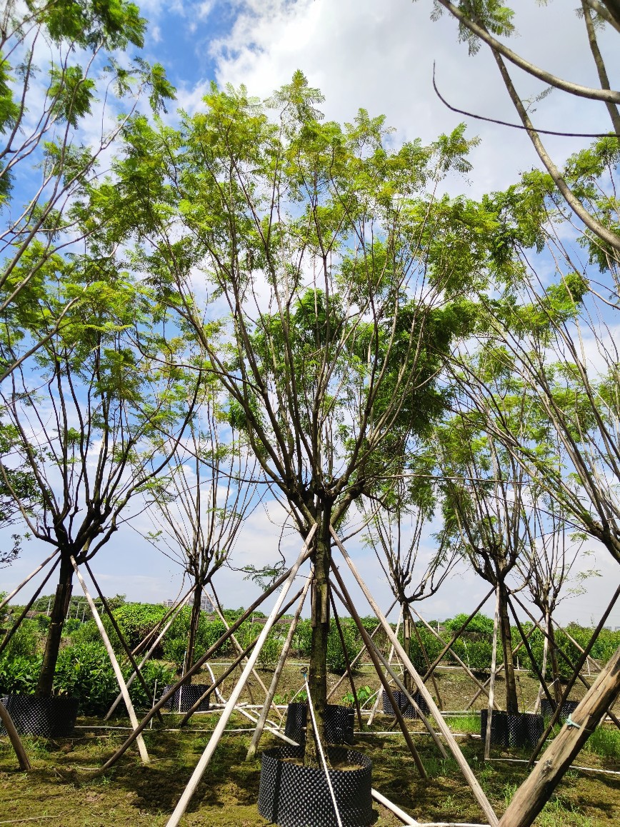 供应 全冠蓝花楹 18-22cm 假植苗 蓝雾树 紫蓝色花