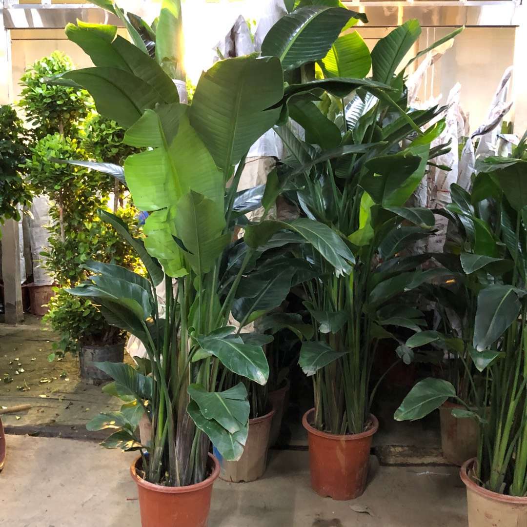 供应北京基地批发天堂鸟吉祥鸟大叶天堂鸟租赁天堂鸟价格优惠