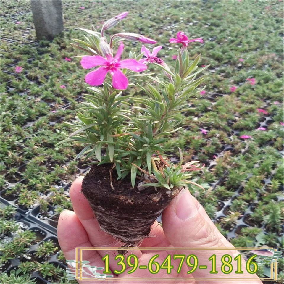 芝樱批发 针叶福禄考花苗 丛生福禄考花图片 小区市政工程绿化