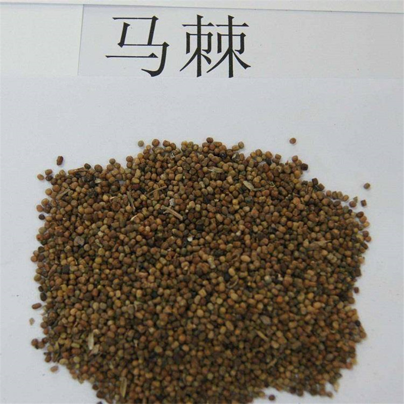 护坡园林绿化草籽高速公路边坡防护【马棘种子】灌木草种子