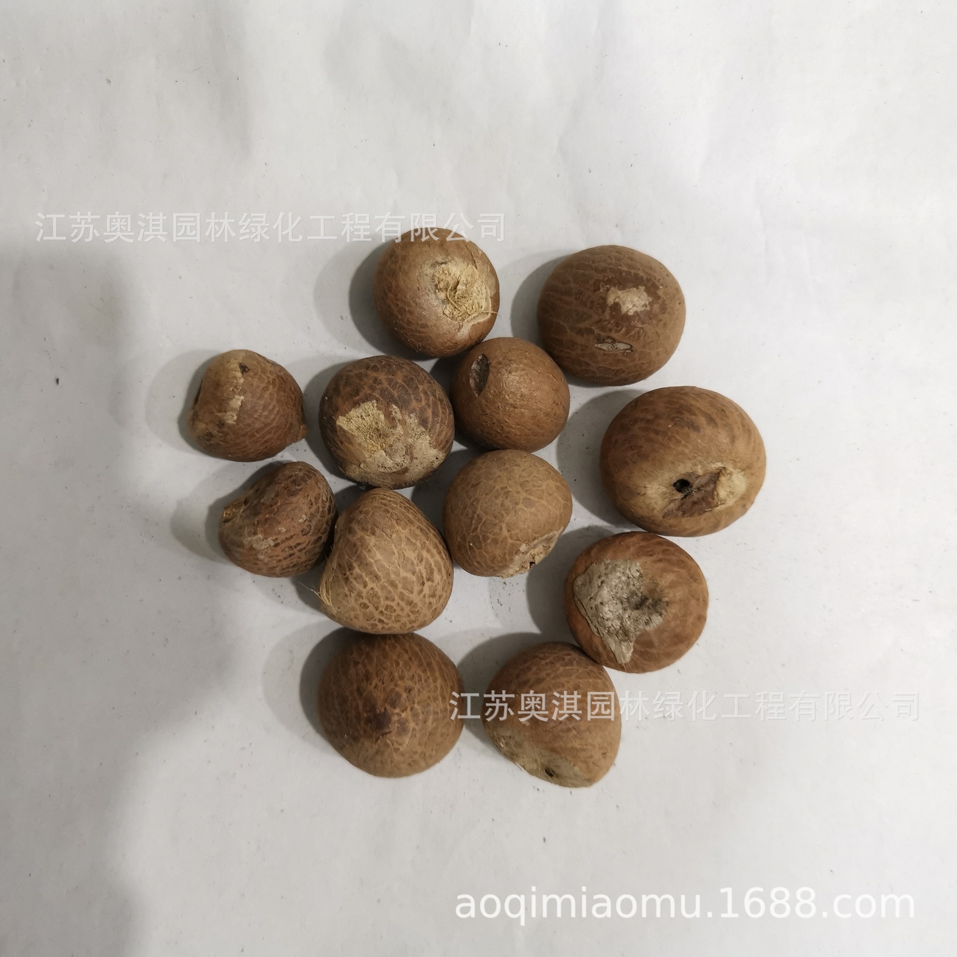 优质槟榔种子 槟榔子种子 橄榄子种子 发芽率高量大优惠 货到付款