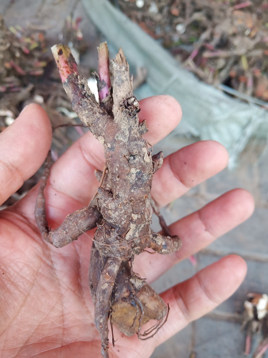 芍药芍药花根基地大量供应芍药根芍药根价格量大从优