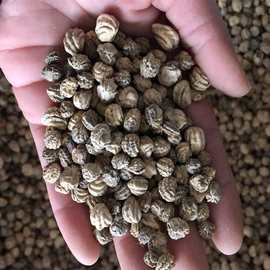 批发新采旱金莲种子 观花旱金莲草花种子  旱金莲 量大从优