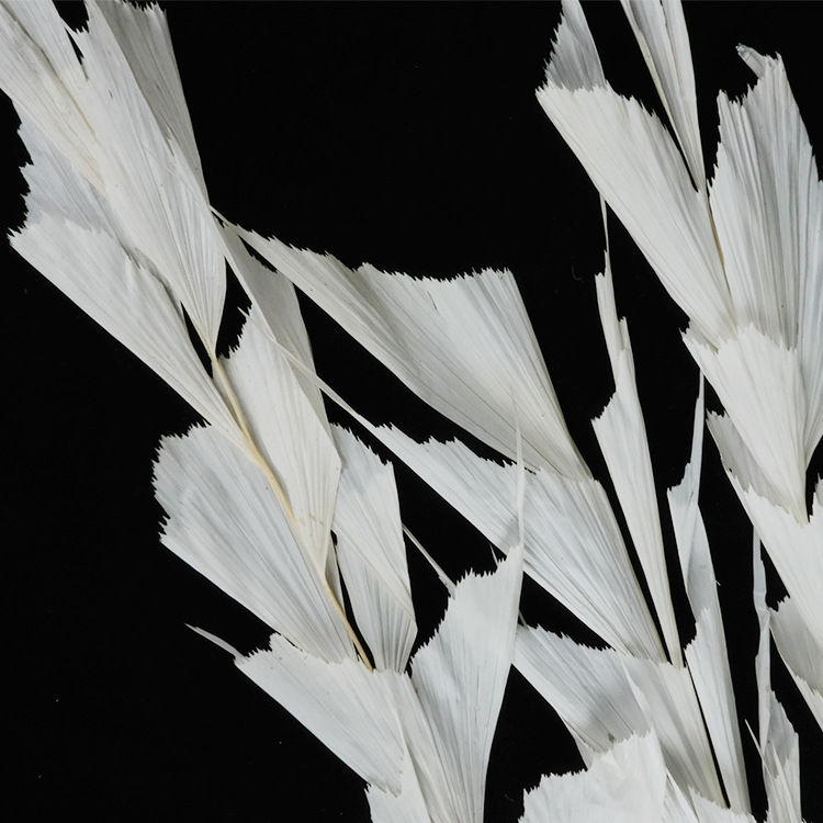 迷雾厂家直销圣诞礼物干花永生花叶材鱼尾叶家居民宿橱窗软装插花