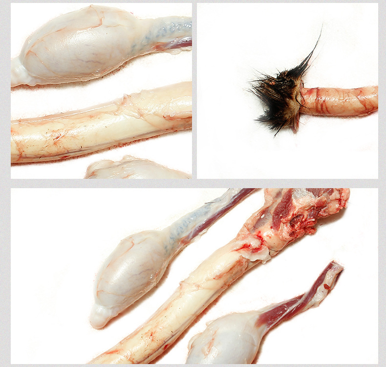 双阳鹿乡梅花鹿 鹿鞭发情期新鲜鹿鞭整枝干净源头产地电商供货