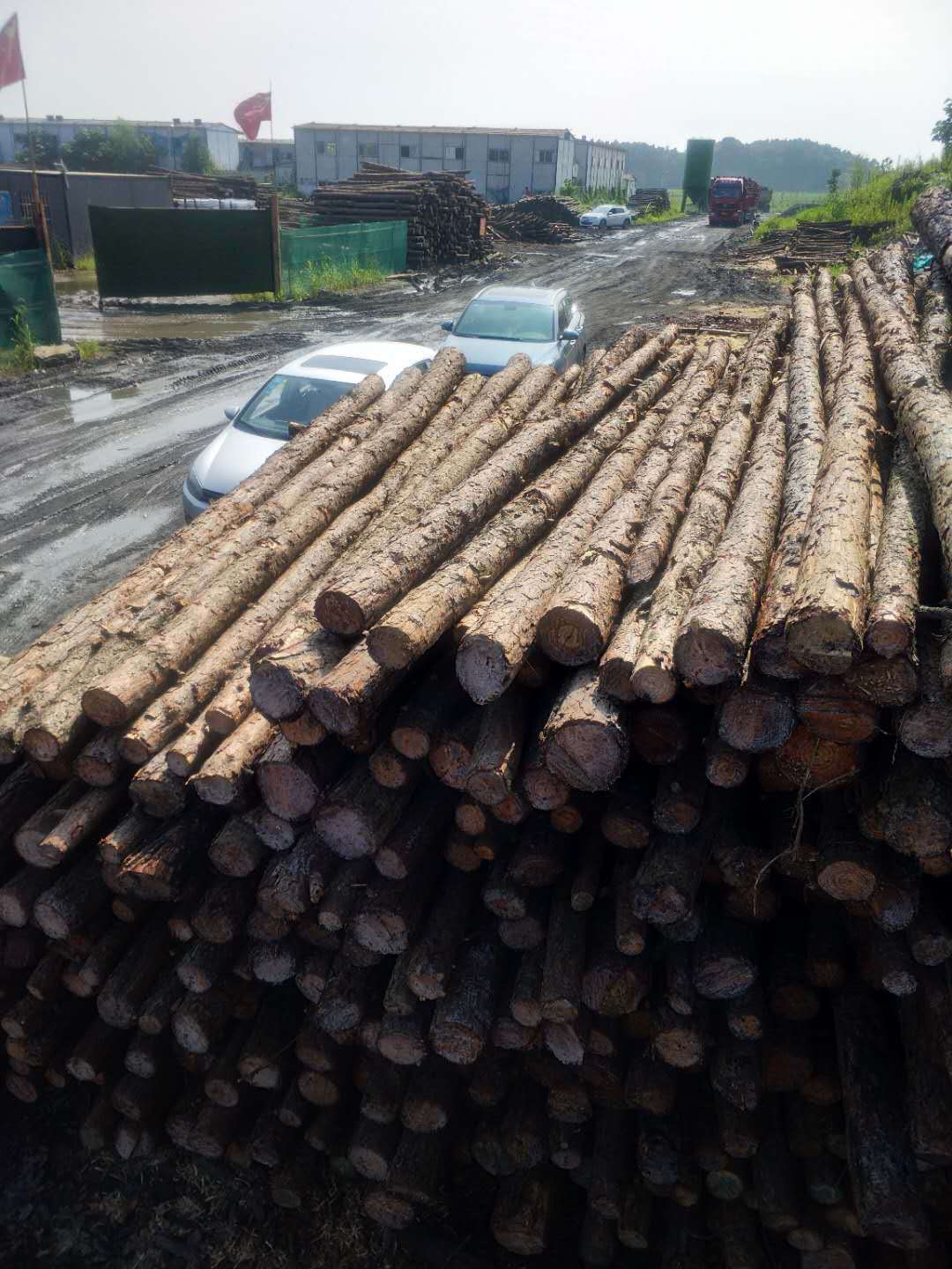 林场直发河道打桩 防汛木桩湿地松批发6-20cm落叶松 松木桩批发