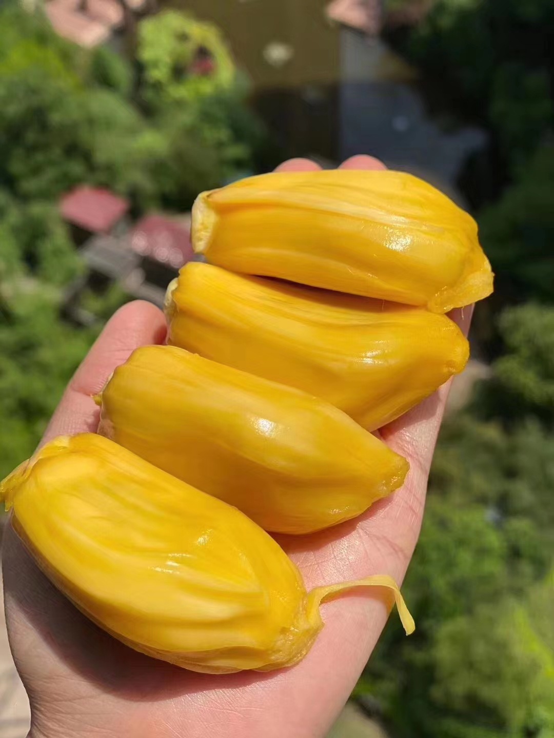 海南黄肉菠萝蜜 当季热带水果黄心菠萝蜜一整个