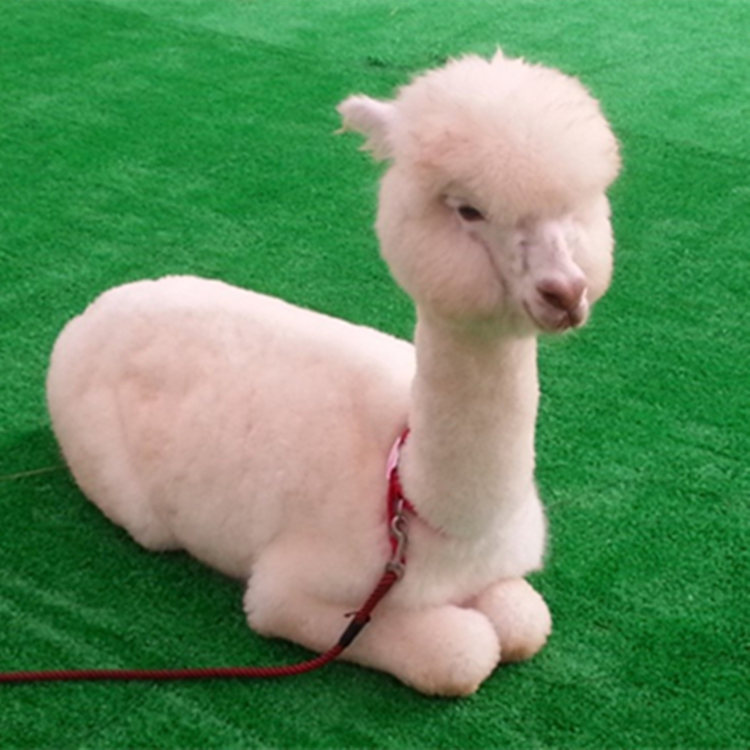 羊驼爱吃苜蓿草多少钱一斤 出售苜蓿草压缩草捆 养殖羊驼草料