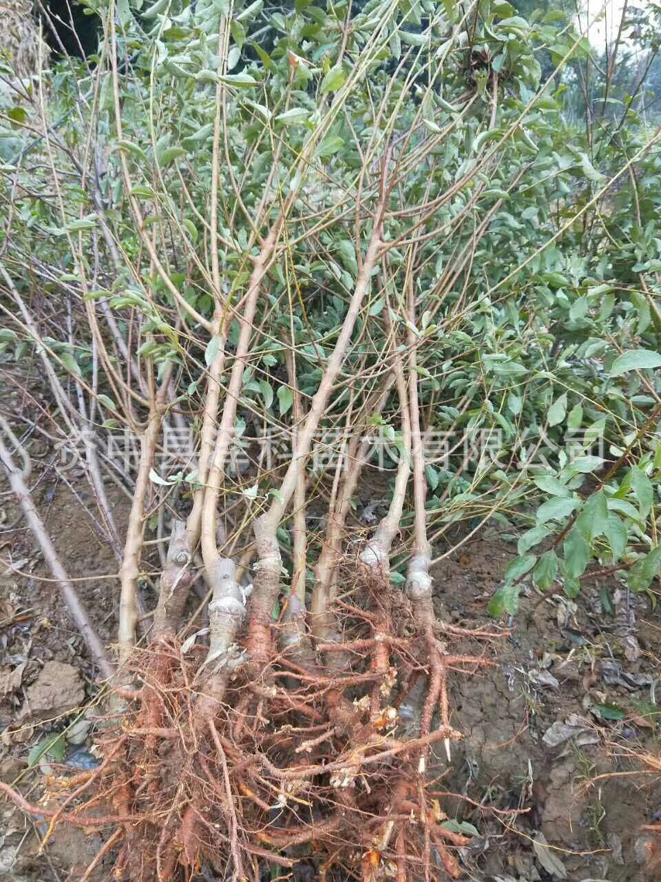 蜂糖李子苗 凤凰李子树苗四川批发 厂家直供 品种保证