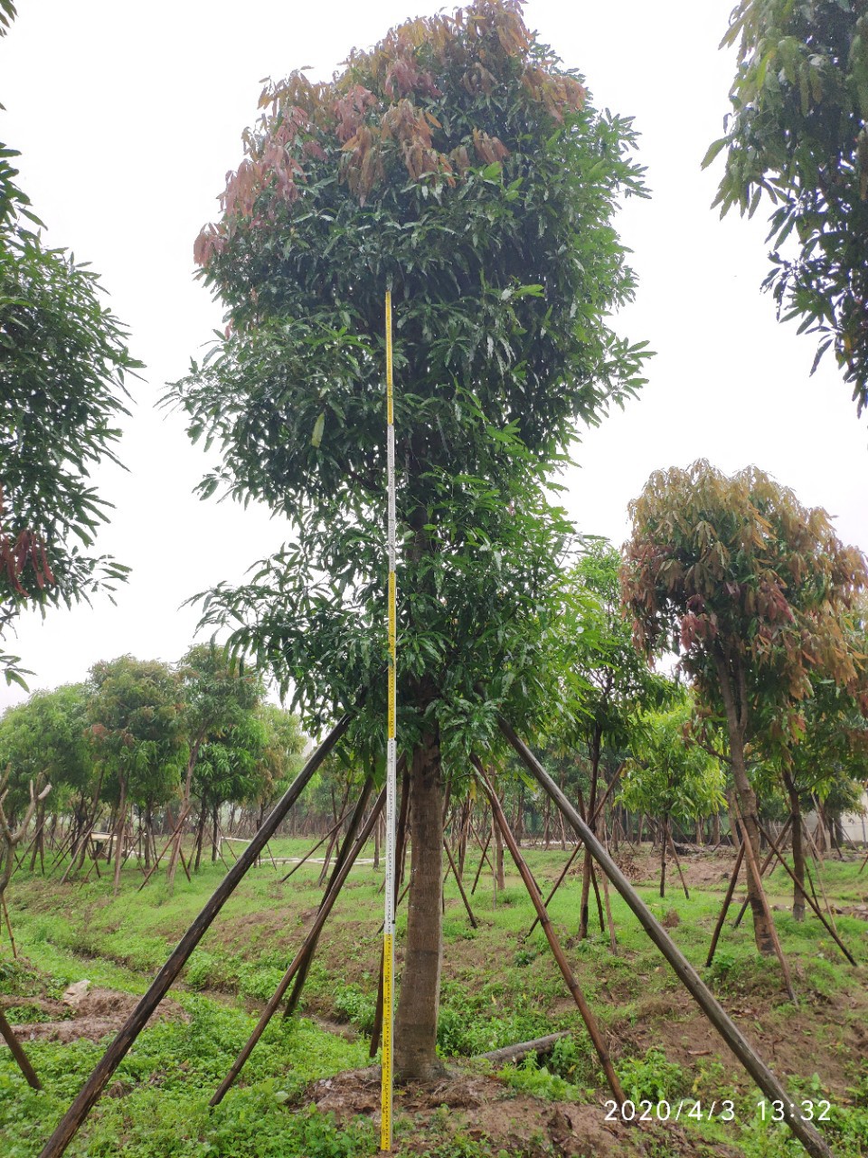 204基地供应 扁桃树 20-24cm 移栽苗 公路绿化常绿乔木 行道树