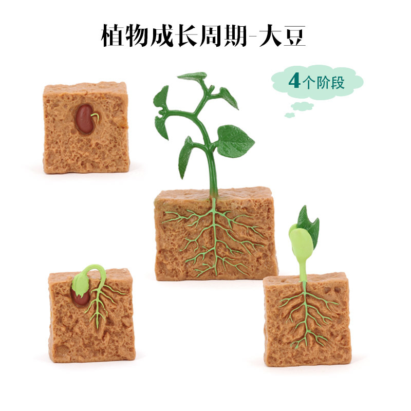 仿真动物植物生长过程模型实心大豆植物成长周期儿童早教科教玩具