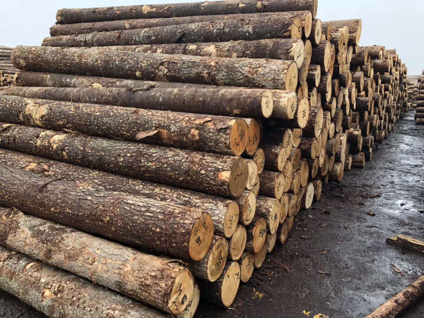 批发柏木原木 四川柏木 棺木寿材  油柏木 佛堂凉亭专用木材供应