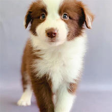 边境牧羊犬七白到位三通赛级陨石边牧犬幼犬活体陨石边牧犬