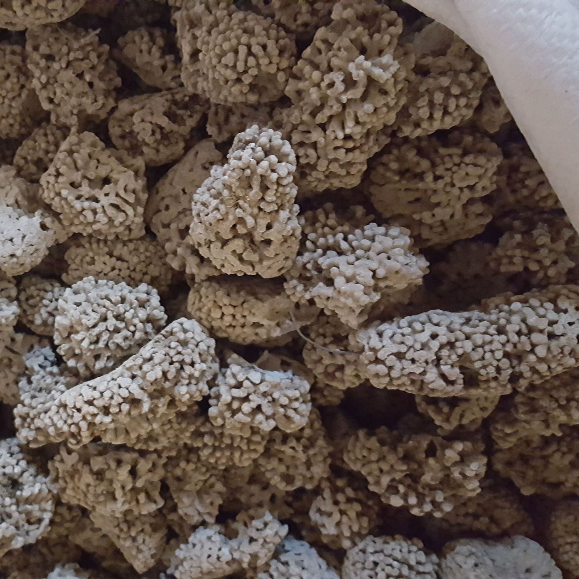 中药材海浮石水花羊肚石海浮花大花海浮石海石花