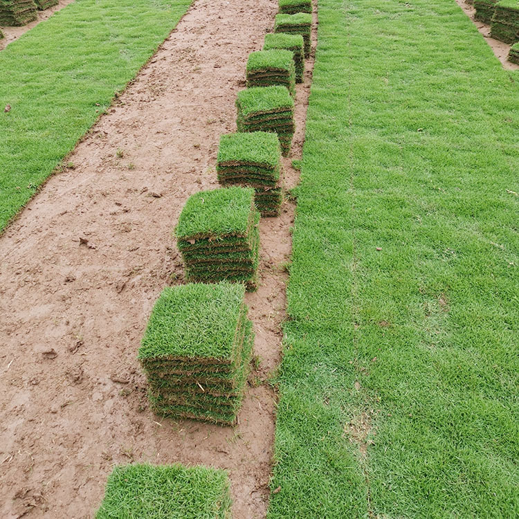 【现货直销】台湾二号绿化草坪工程草坪园林草皮贵州草坪批发