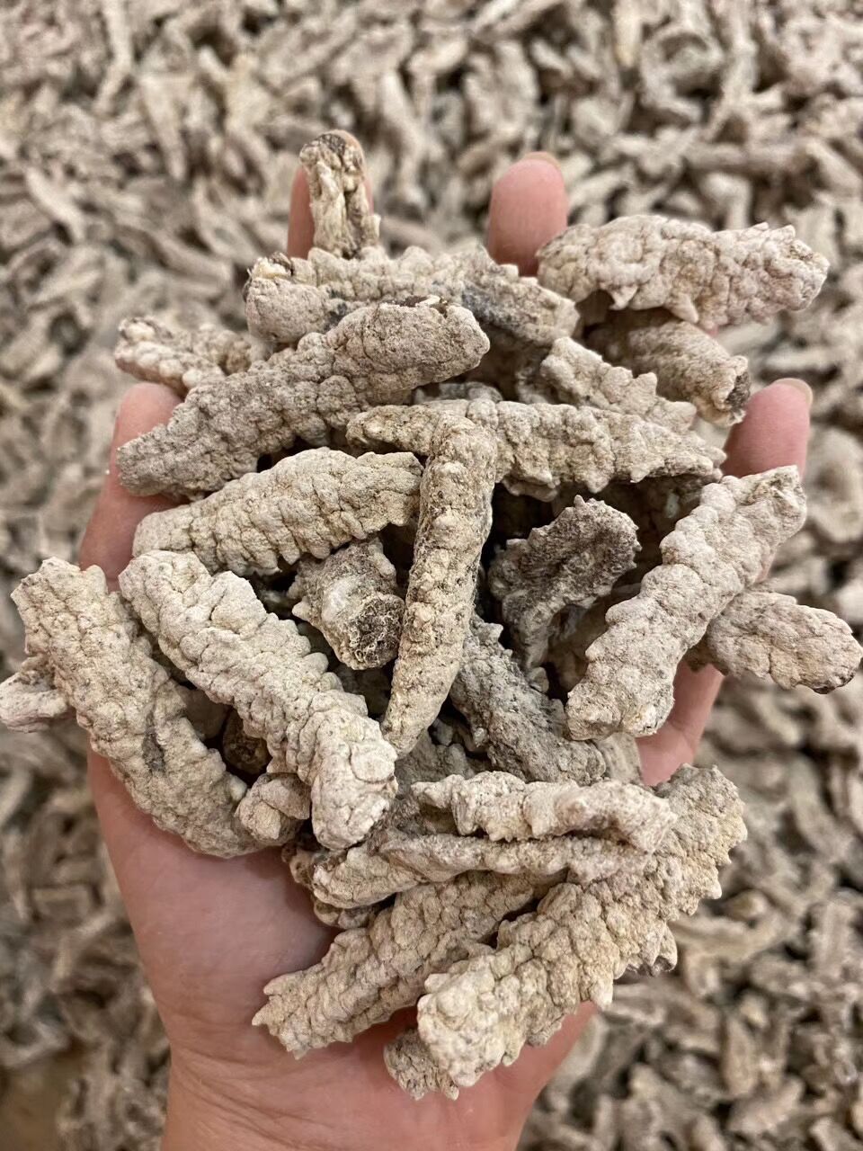 黄肉参 约150头淡干黄玉海参白刺参刺黄黄金参水产干货一德路批发