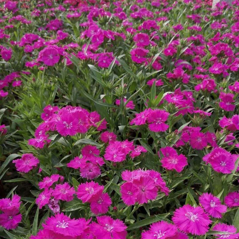 批发五彩石竹常夏石竹美国石竹四季播种花海造景景观绿化