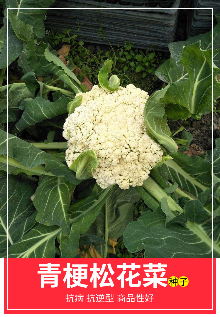 美青松60/65天台湾青梗松花菜种子花椰菜早熟耐热花菜菜花孑