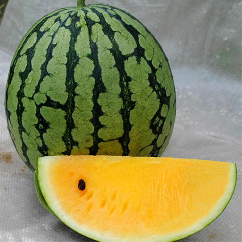 雪峰橙玉西瓜种籽高产四季懒汉橙黄色瓤南方春季庭院水果京欣种孑