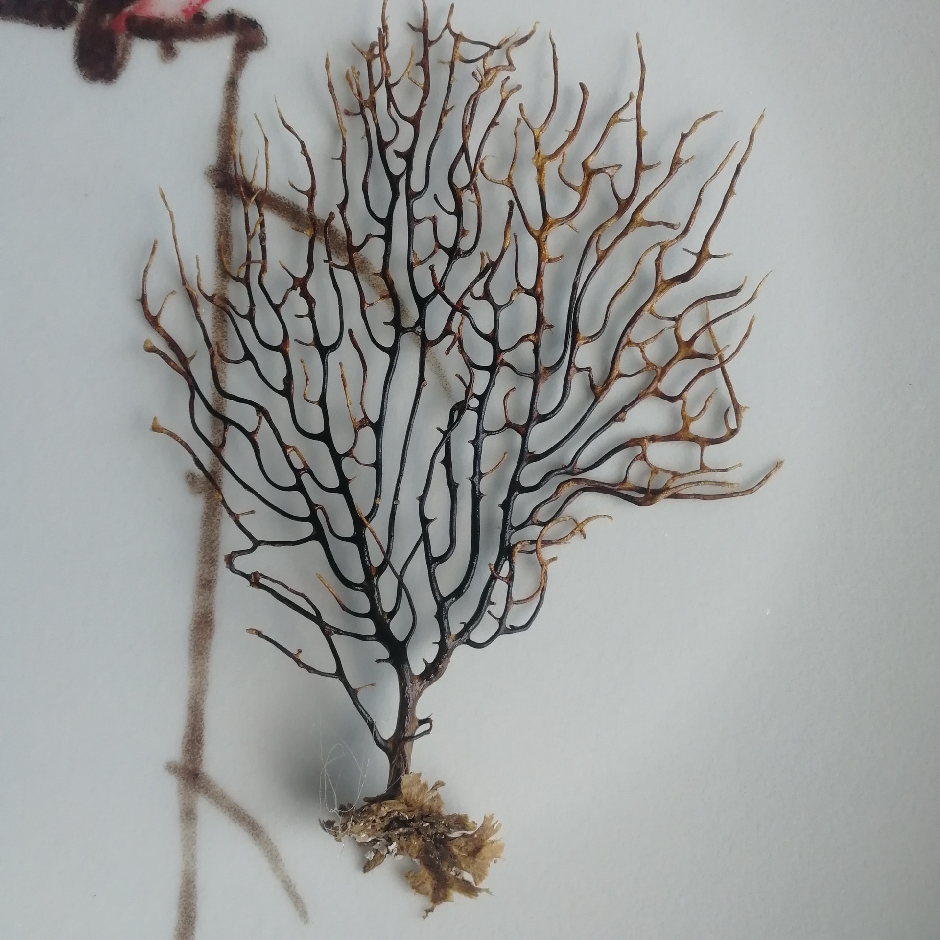 a 有称斤-diy菲律宾 海铁树黑珊瑚草贝壳海螺 鱼缸瓶微景观装饰